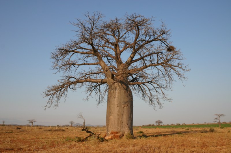 baobab-tree.jpg